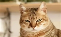 猫咪有什么讨厌的东西啊