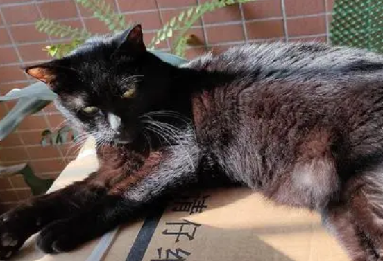 今日科普：玄猫有什么优点和缺点？-宠物网