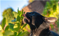 猫为什么要把叶子弄掉啊