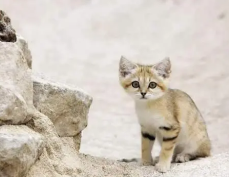 沙丘猫多少钱一只 沙丘猫多少钱一只