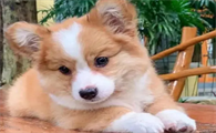 狗狗吃草是什么原因要阻止吗