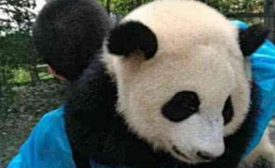 调皮大熊猫不肯回家，饲养员一把拎起就扛上肩，画面太可爱！