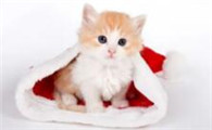 猫咪为什么爱吃凡士林的东西