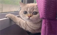 猫咪能带上高铁吗为什么呢