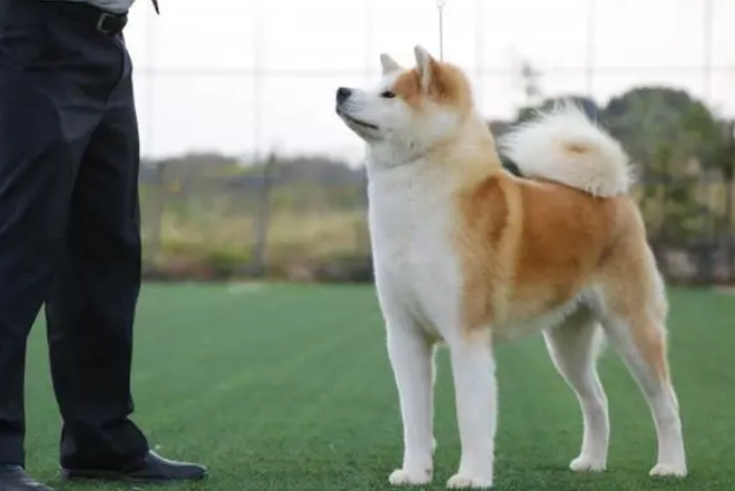 怎样训练练秋田犬呢