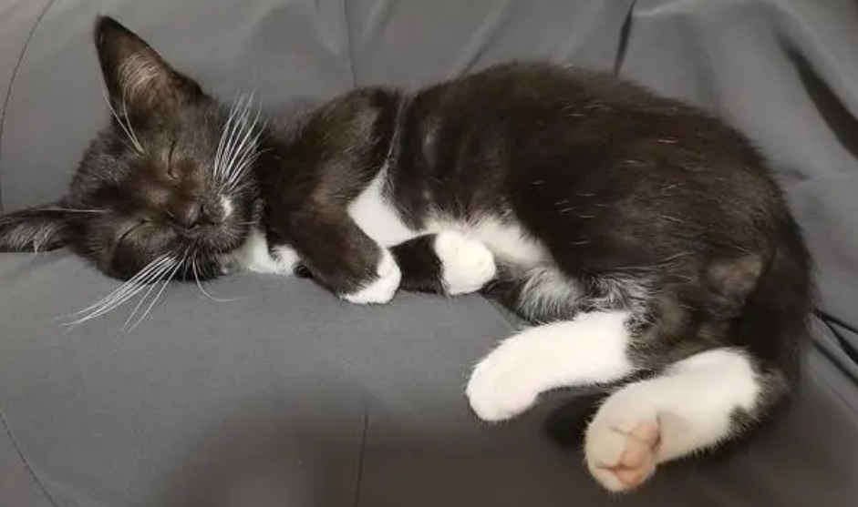 乌云盖雪猫的寓意及象征