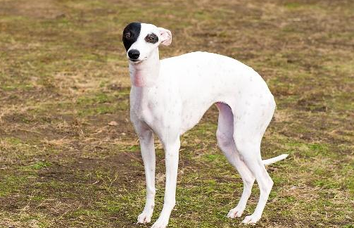 惠比特犬怎么样好养吗