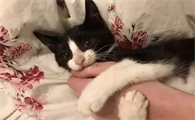 猫为什么会突然抱你手咬你是什么原因呢