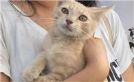 猫咪为什么只用右爪玩呢