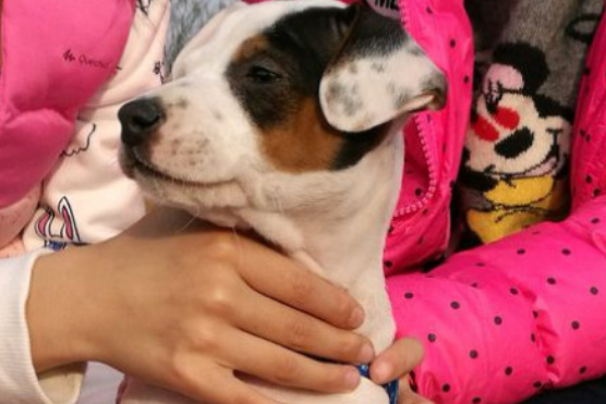 太仓猎犬适合家养吗？