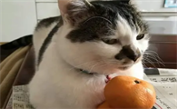 猫咪为什么不吃橘子呢怎么回事