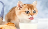 猫咪能喝什么奶吗