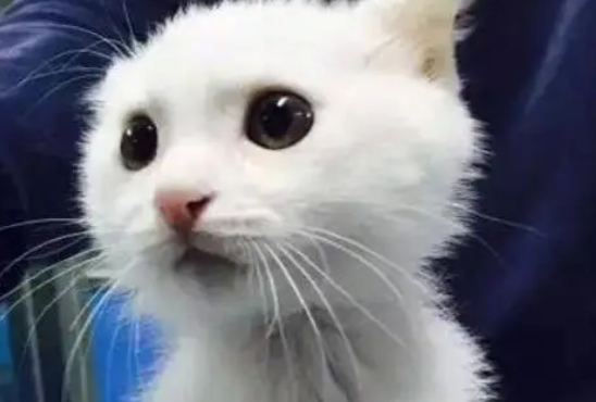 雪里拖枪猫很稀有为什么