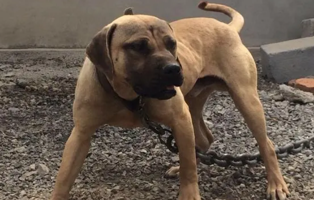 比特猎犬怎么样好养吗