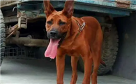 红犬饮食指南——营养均衡，喂养需谨慎！