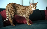 萨凡纳猫哪里有卖的