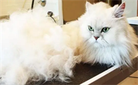 猫咪为什么毛发干燥脱毛严重