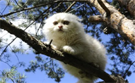 怎么阻止猫毛球形成