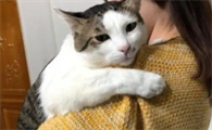 猫咪为什么喜欢拥抱人呢