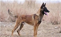 怎么样让马犬不咬人