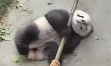 熊猫宝宝骑扫把,秒变“魔女”萌翻众人,网友:吃可爱多长大的吧 熊猫宝宝骑扫把,秒变“魔女”萌翻众人,网友:吃可爱多长大的吧