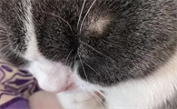 猫的眉毛秃了是怎么回事啊