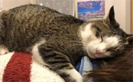 猫咪为什么会趴在我身上不动