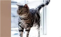 猫咪为什么爬到窗台边叫啊