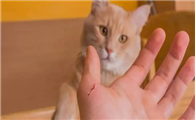 猫挠出血怎么处理呢