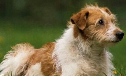 克龙弗兰德犬怎么养？你知道吗？