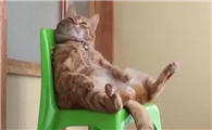 猫咪为什么喜欢在板凳上呢