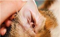 猫咪为什么抓自己耳朵呢