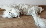 长毛猫毛打结严重怎么办啊
