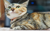 怎么判断三花猫是不是长毛