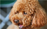 泰迪犬恨主人的表现有哪些呢