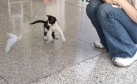 猫咪为什么在脚边转圈