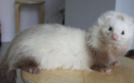 香槟色貂怎么养?不妨来看看吧