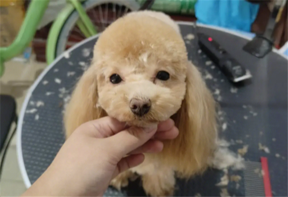泰迪不驱虫会怎么样啊