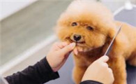 宠物美容行业发展趋势怎么写简介