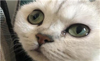 猫为什么眼睛会出水呢