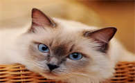 猫咪溃疡为什么反复出现发作