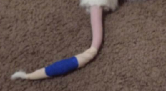 猫尾巴尖折了算折尾吗