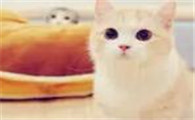 猫咪为什么晚上抓主人