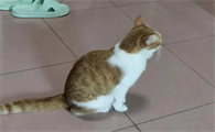 猫为什么喜欢在家门口蹲着