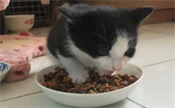 猫咪为什么总是偷吃猫粮呢
