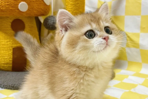 金点猫是金渐层吗