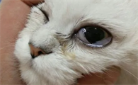 猫咪眼睛为什么会化脓呢