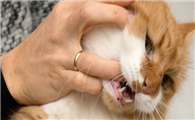 猫咪为什么爱咬主人呢
