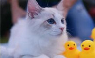 猫咪可以吃鸡肉吗 煮熟的