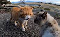 猫见面就吵架